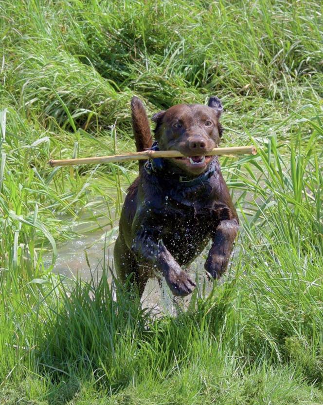 Chocolate Labrador