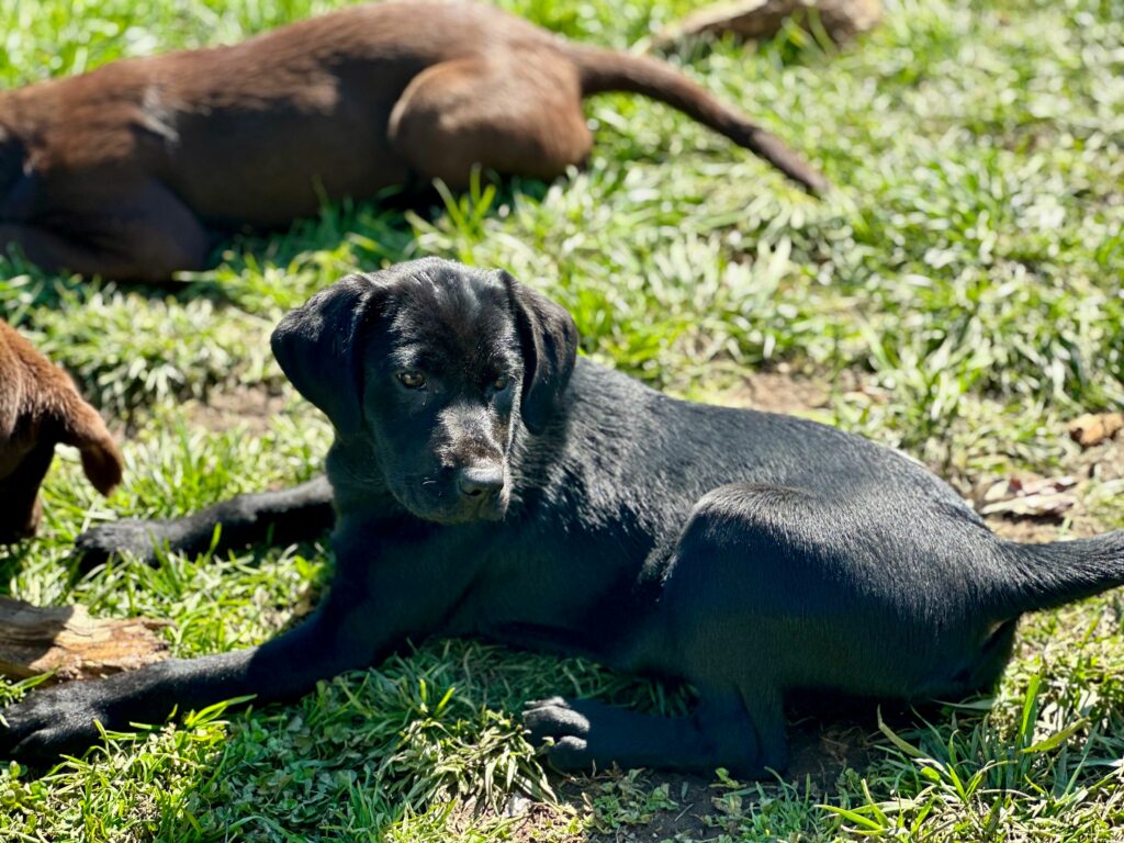 Black Lab Puppy