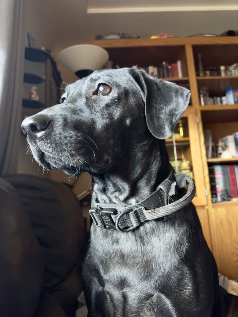 Black Lab