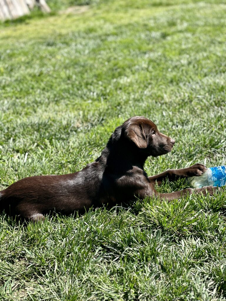 Chocolate Lab 